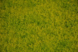 Scotch Moss (Sagina subulata 'Aurea') at Hunniford Gardens