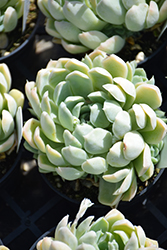 Mexican Snowball (Echeveria elegans) at Hunniford Gardens