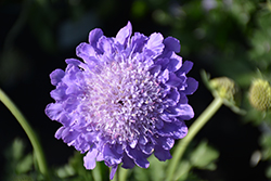 Giga Blue Pincushion Flower (Scabiosa columbaria 'Giga Blue') at Hunniford Gardens