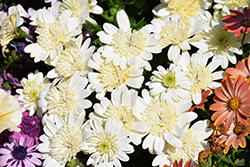 4D White African Daisy (Osteospermum 'KLEOE21634') at Hunniford Gardens