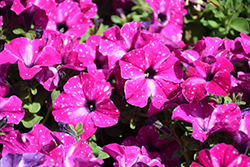 Headliner Enchanted Sky Petunia (Petunia 'KLEPH20580') at Hunniford Gardens