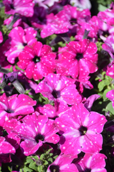 Headliner Enchanted Sky Petunia (Petunia 'KLEPH20580') at Hunniford Gardens