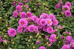 Dahlinova Hypnotica Lavender Dahlia (Dahlia 'Hypnotica Lavender') at Hunniford Gardens