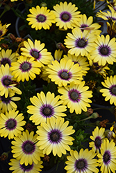 Blue Eyed Beauty African Daisy (Osteospermum ecklonis 'Balostlueye') at Hunniford Gardens