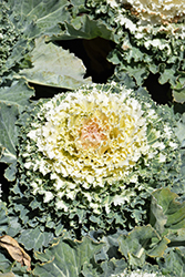Osaka White Ornamental Cabbage (Brassica oleracea 'Osaka White') at Hunniford Gardens