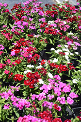 Floral Lace Mix Pinks (Dianthus 'Floral Lace Mix') at Hunniford Gardens