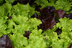 Gourmet Salad Blend Lettuce (Lactuca sativa var. crispa 'Gourmet Salad Blend') at Hunniford Gardens