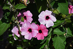 Sunny Susy Rose Sensation Black-Eyed Susan (Thunbergia alata 'Sunny Susy Rose Sensation') at Hunniford Gardens