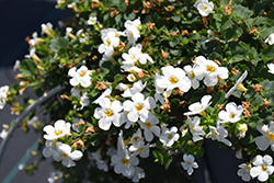 Snowstorm Snow Globe Bacopa (Sutera cordata 'Snowstorm Snow Globe') at Hunniford Gardens