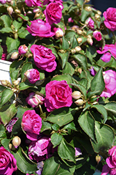 Rockapulco Purple Impatiens (Impatiens 'BALFIEPRIM') at Hunniford Gardens