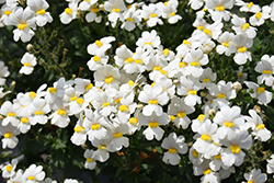 Sunsatia Coconut Nemesia (Nemesia 'Sunsatia Coconut') at Hunniford Gardens