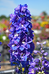 Dasante Blue Larkspur (Delphinium 'Dasante Blue') at Hunniford Gardens