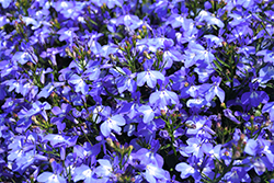 Techno Light Blue Lobelia (Lobelia erinus 'Techno Light Blue') at Hunniford Gardens