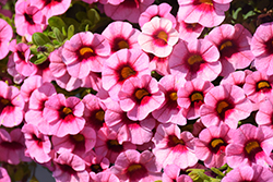 Superbells Strawberry Punch Calibrachoa (Calibrachoa 'USCAL58205') at Hunniford Gardens