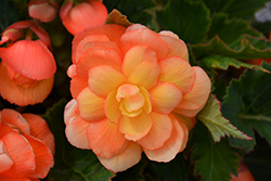 Illumination Apricot Shades Begonia (Begonia 'Illumination Apricot Shades') at Hunniford Gardens