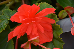 Illumination Rose Begonia (Begonia 'Illumination Rose') at Hunniford Gardens