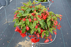 Illumination Rose Begonia (Begonia 'Illumination Rose') at Hunniford Gardens