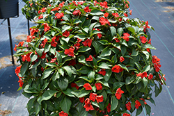 Beacon Bright Red Impatiens (Impatiens walleriana 'PAS1413665') at Hunniford Gardens