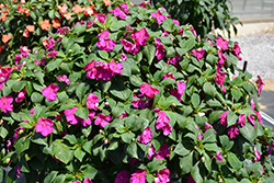 Beacon Violet Shades Impatiens (Impatiens walleriana 'PAS1357834') at Hunniford Gardens