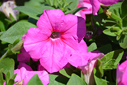 Easy Wave Pink Passion Petunia (Petunia 'Easy Wave Pink Passion') at Hunniford Gardens