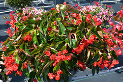 Dragon Wing Red Begonia (Begonia 'Dragon Wing Red') at Hunniford Gardens
