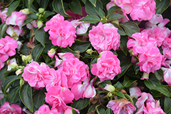 Rockapulco Rose Impatiens (Impatiens 'BALOLESTOP') at Hunniford Gardens