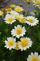 Bright Lights Double Moonglow African Daisy (Osteospermum 'Bright Lights Double Moonglow') at Hunniford Gardens