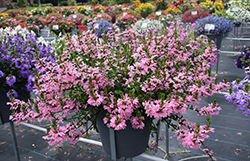 Whirlwind Pink Fan Flower (Scaevola aemula 'Whirlwind Pink') at Hunniford Gardens