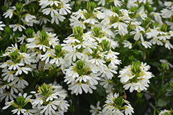 Whirlwind White Fan Flower (Scaevola aemula 'Whirlwind White') at Hunniford Gardens