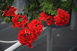 Superbena Royale Red Verbena (Verbena 'AKIV5-4') at Hunniford Gardens