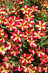 Amore Queen of Hearts (Petunia 'Amore Queen of Hearts') at Hunniford Gardens