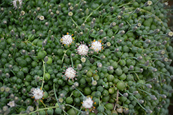 String Of Pearls (Senecio rowleyanus) at Hunniford Gardens