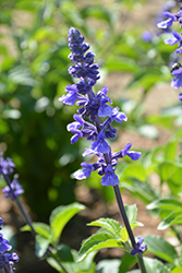 Rockin' Playin' The Blues Salvia (Salvia 'Balsamispim') at Hunniford Gardens