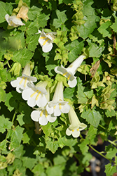 Lofos Compact White Creeping Gloxinia (Lophospermum 'Lofos Compact White') at Hunniford Gardens