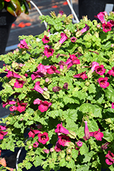 Lofos Compact Rose Creeping Gloxinia (Lophospermum 'Lofos Compact Rose') at Hunniford Gardens