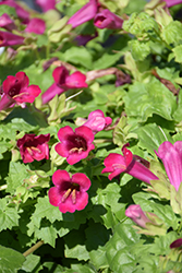 Lofos Compact Rose Creeping Gloxinia (Lophospermum 'Lofos Compact Rose') at Hunniford Gardens