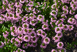 Whirlwind Pink Fan Flower (Scaevola aemula 'Whirlwind Pink') at Hunniford Gardens