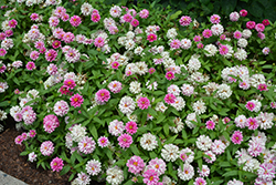 Zahara Double Raspberry Ripple Zinnia (Zinnia 'Zahara Double Raspberry Ripple') at Hunniford Gardens