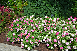 Zahara Double Raspberry Ripple Zinnia (Zinnia 'Zahara Double Raspberry Ripple') at Hunniford Gardens