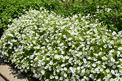 Supertunia Vista Snowdrift Petunia (Petunia 'BBTUN04401') at Hunniford Gardens