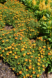 Campfire Flame Bidens (Bidens 'IMBIDCAMEM') at Hunniford Gardens