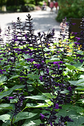 Rockin' Deep Purple Sage (Salvia 'BBSAL09001') at Hunniford Gardens