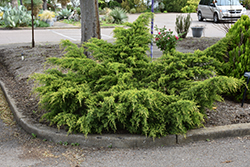 Gold Coast Juniper (Juniperus x media 'Gold Coast') at Hunniford Gardens