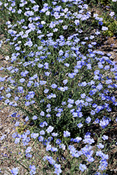 Sapphire Perennial Flax (Linum perenne 'Sapphire') at Hunniford Gardens