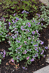 Pretty In Pink Lungwort (Pulmonaria 'Pretty In Pink') at Hunniford Gardens