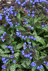 Pink-A-Blue Lungwort (Pulmonaria 'Pink-A-Blue') at Hunniford Gardens