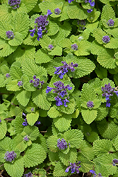 Chartreuse On The Loose Catmint (Nepeta 'Chartreuse On The Loose') at Hunniford Gardens
