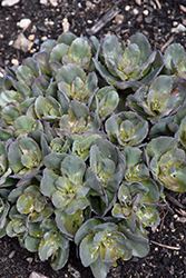 Rock 'N Grow Back in Black Stonecrop (Sedum 'Back In Black') at Hunniford Gardens