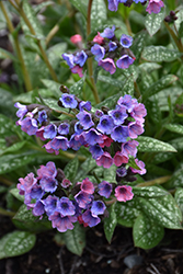 Pretty In Pink Lungwort (Pulmonaria 'Pretty In Pink') at Hunniford Gardens