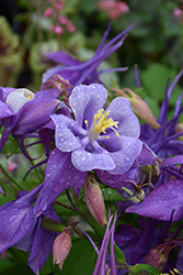 Earlybird Purple and Blue Columbine (Aquilegia 'PAS1258487') at Hunniford Gardens